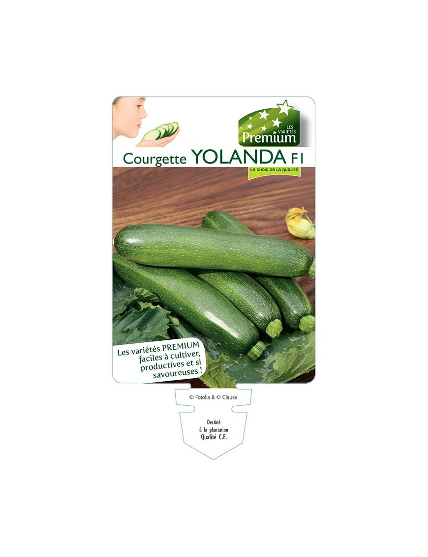 COURGETTE YOLANDA F1 *