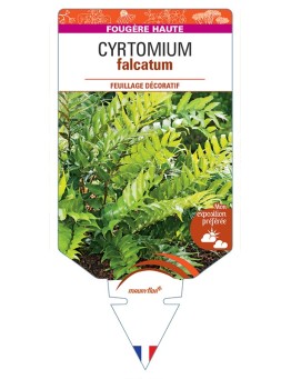 CYRTOMIUM falcatum
