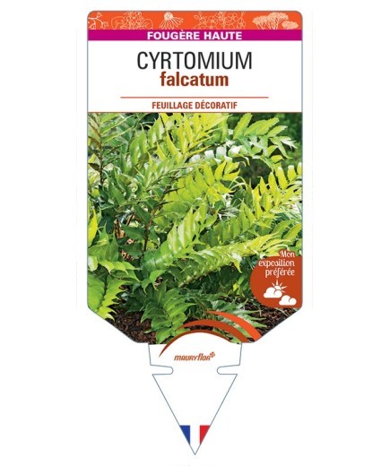 CYRTOMIUM falcatum