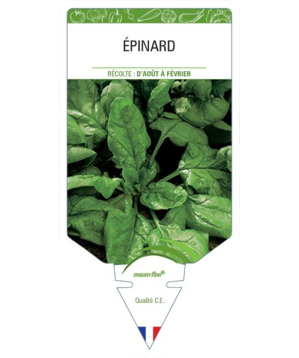 ÉPINARD