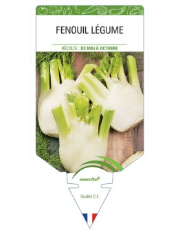FENOUIL LÉGUME *