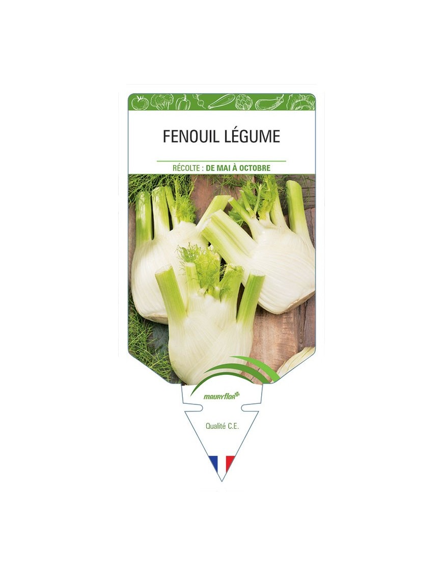 FENOUIL LÉGUME *