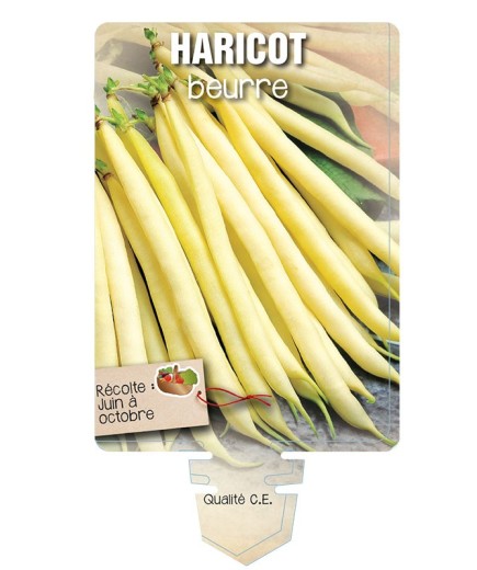 HARICOT (jaune) *