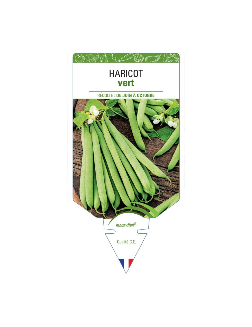 HARICOT (vert)