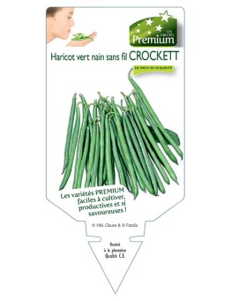 HARICOT vert nain sans fil CROCKETT