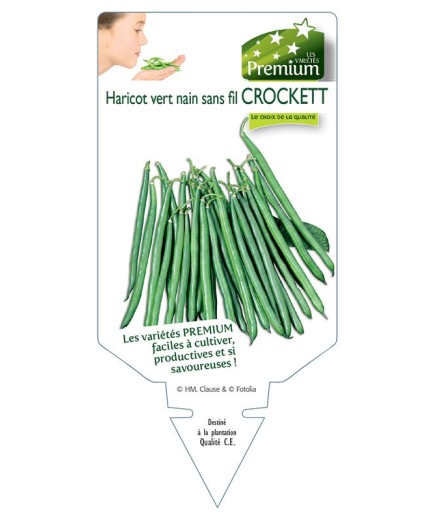 HARICOT vert nain sans fil CROCKETT