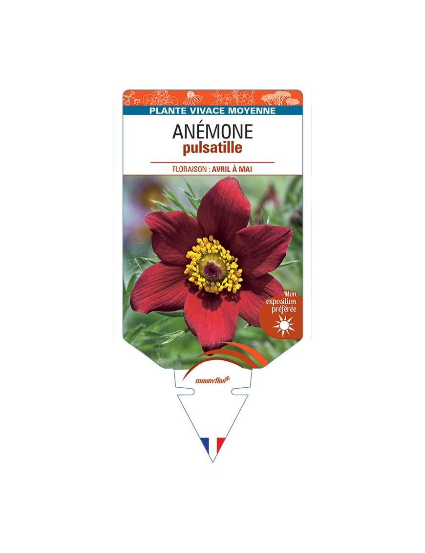 ANEMONE PULSATILLE (rouge) *