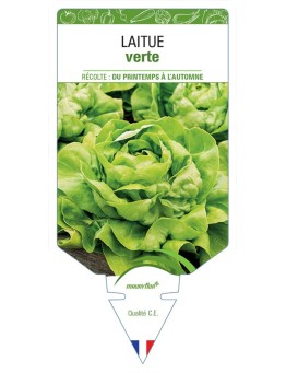 LAITUE (pommée sans nom verte)
