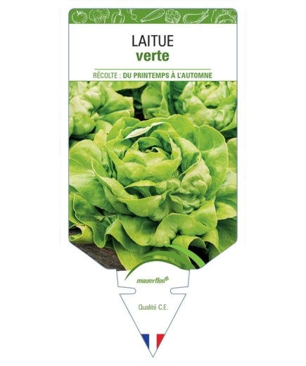 LAITUE (pommée sans nom verte)