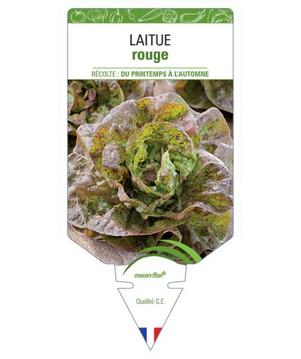 LAITUE (pommée sans nom rouge)