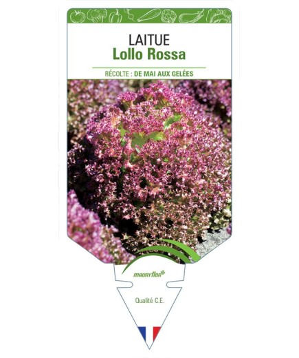 LAITUE À COUPER LOLLO ROSSA *