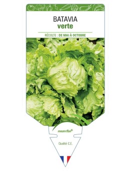 (Laitue) BATAVIA