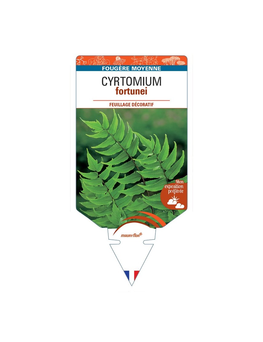 CYRTOMIUM fortunei