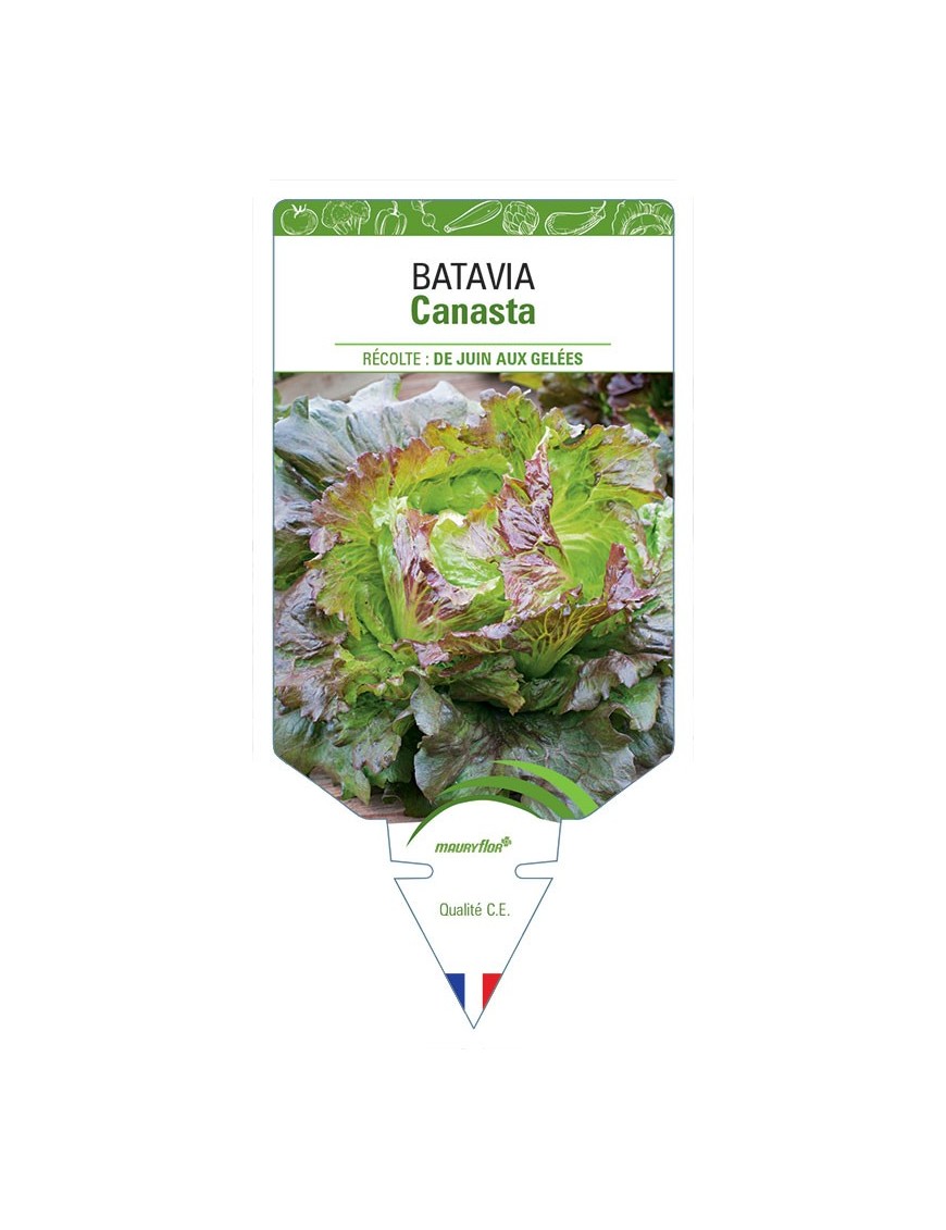 (Laitue) BATAVIA CANASTA