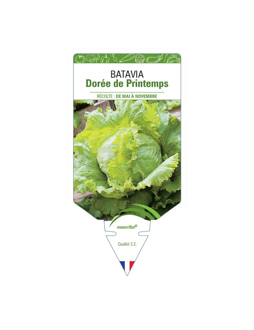 (Laitue) BATAVIA DORÉE DE PRINTEMPS