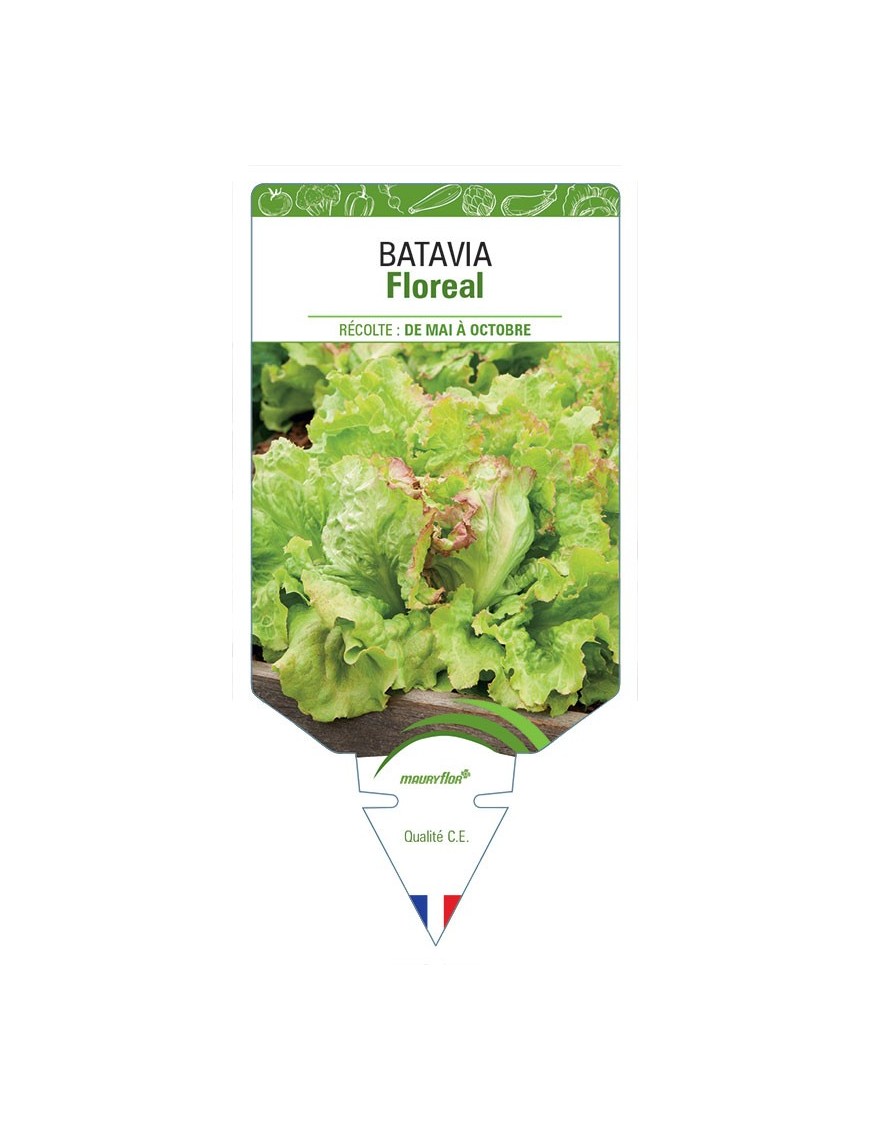 (Laitue) BATAVIA FLOREAL *