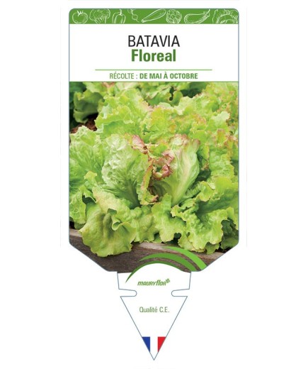 (Laitue) BATAVIA FLOREAL *