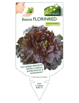 (Laitue) BATAVIA FLORINRED