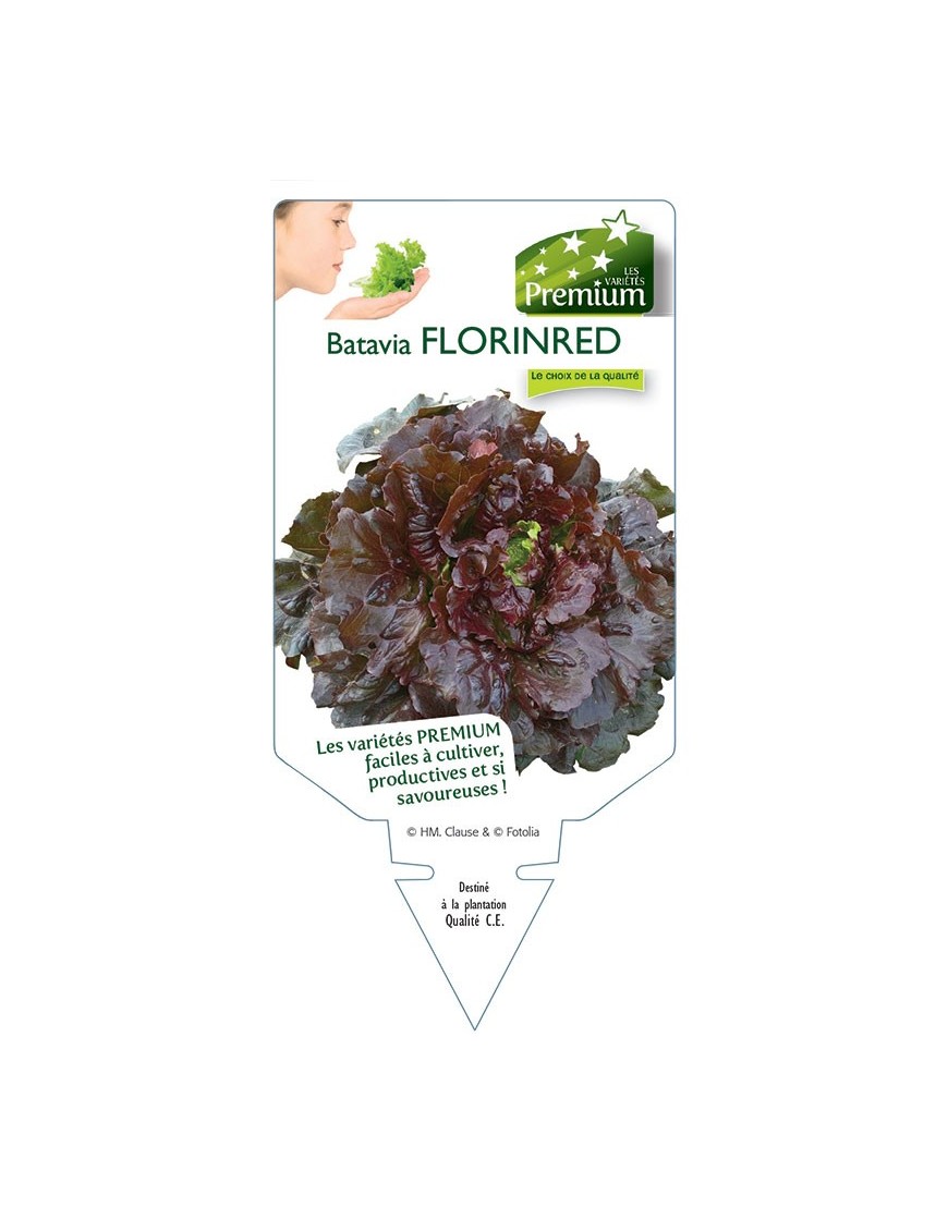 (Laitue) BATAVIA FLORINRED