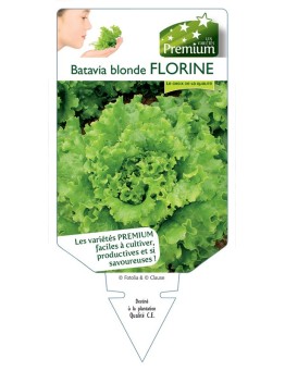 (Laitue) BATAVIA BLONDE FLORINE