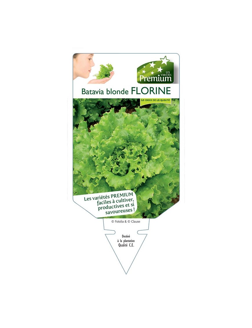 (Laitue) BATAVIA BLONDE FLORINE