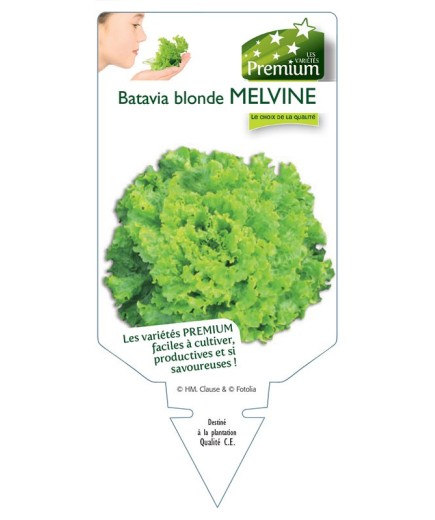 (Laitue) BATAVIA BLONDE MELVINE