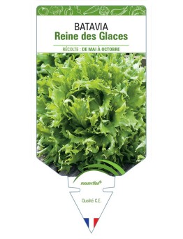 (Laitue) BATAVIA REINE DES GLACES
