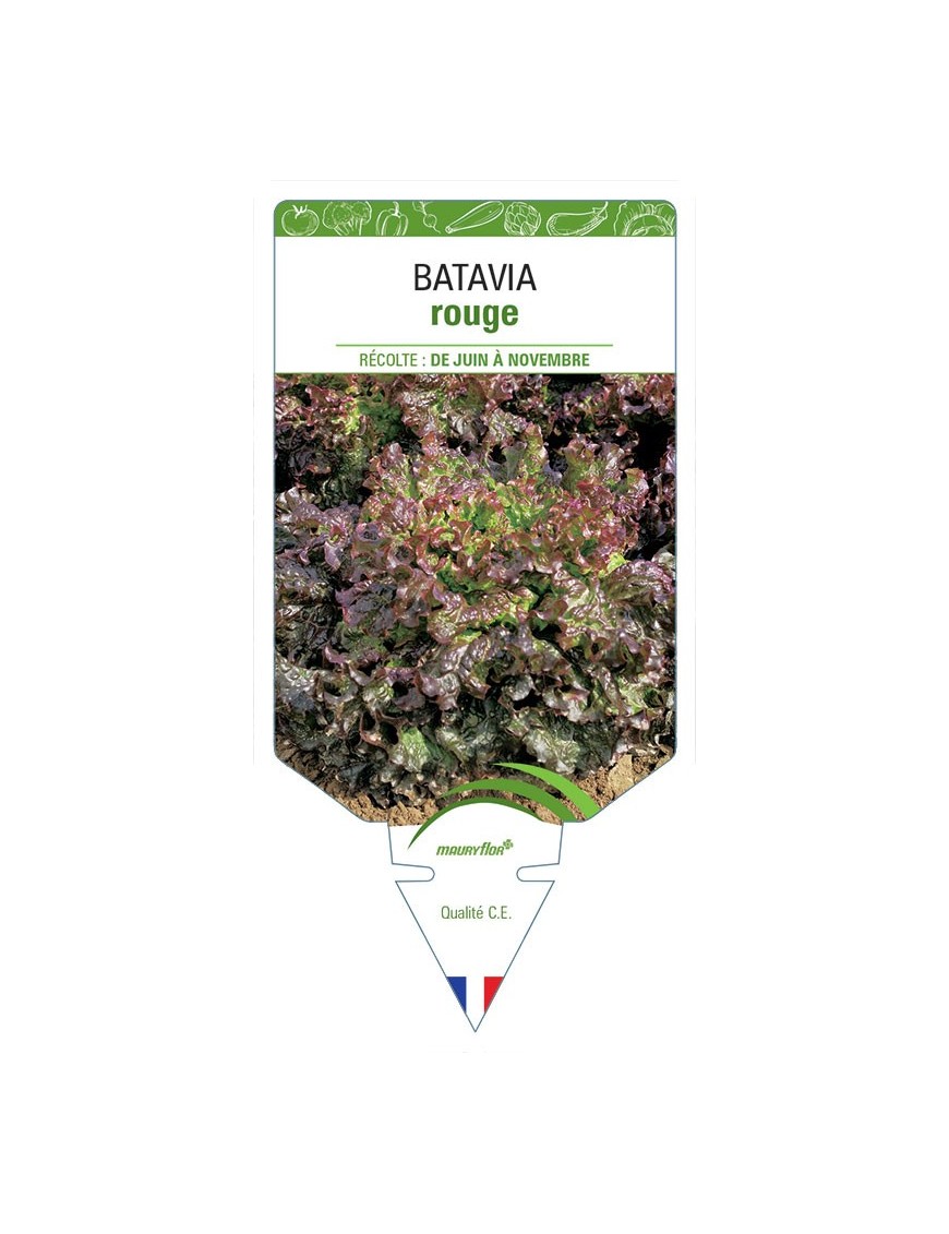 (Laitue) BATAVIA ROUGE (sans nom)