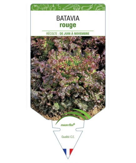 (Laitue) BATAVIA ROUGE (sans nom)