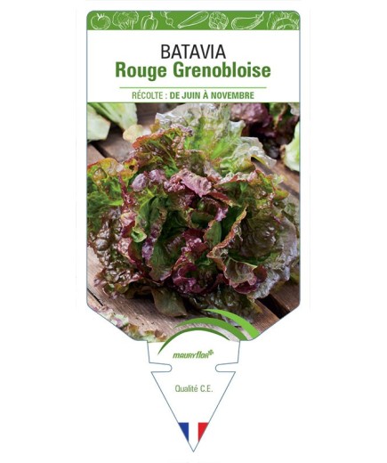 (Laitue) BATAVIA ROUGE GRENOBLOISE