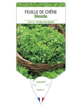 LAITUE FEUILLE DE CHÊNE BLONDE