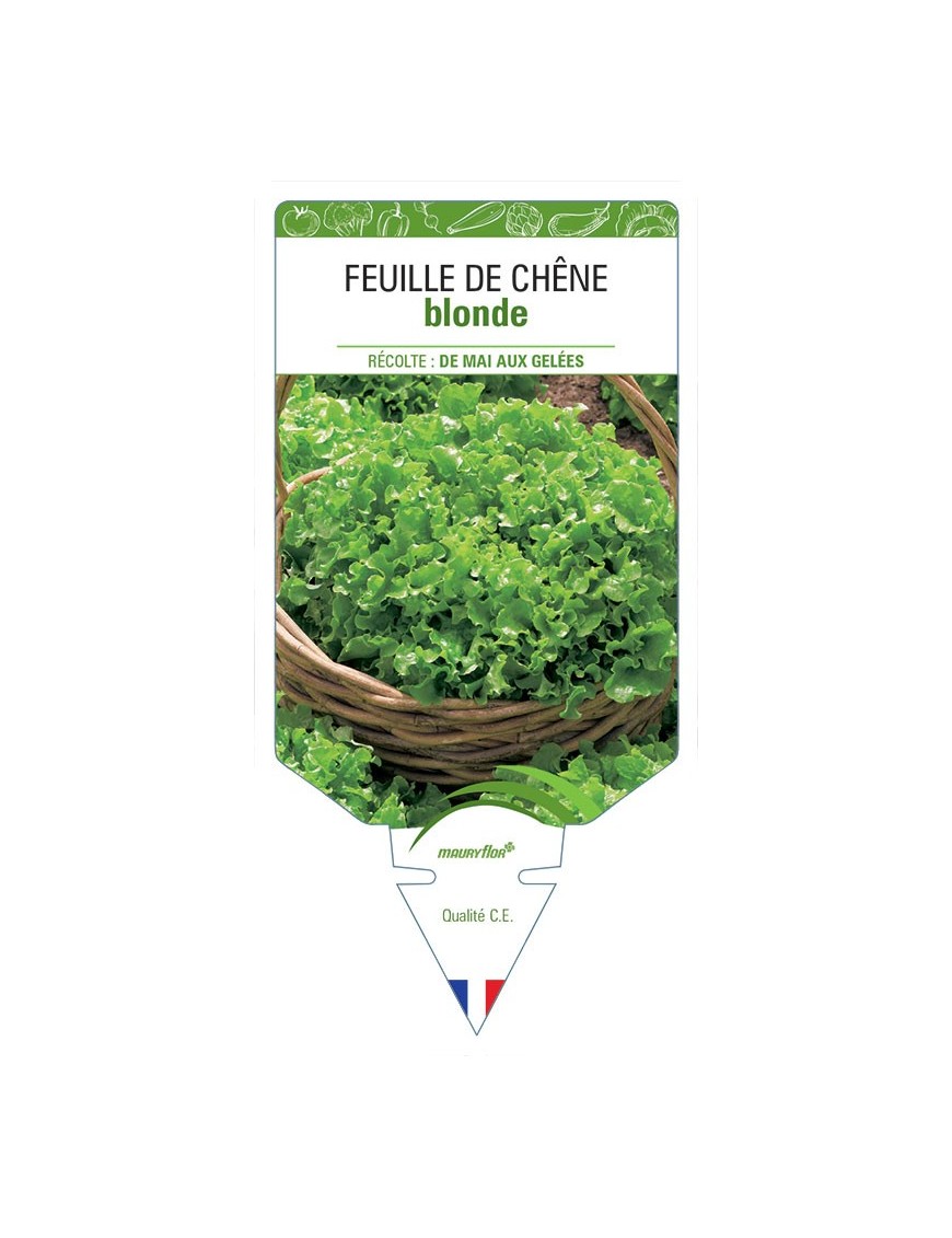 LAITUE FEUILLE DE CHÊNE BLONDE