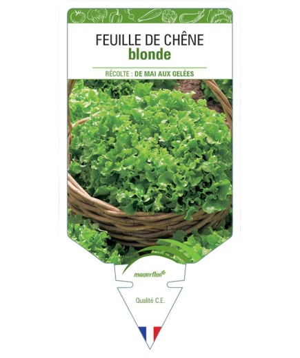 LAITUE FEUILLE DE CHÊNE BLONDE