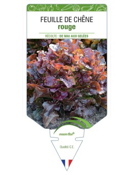 LAITUE FEUILLE DE CHÊNE ROUGE