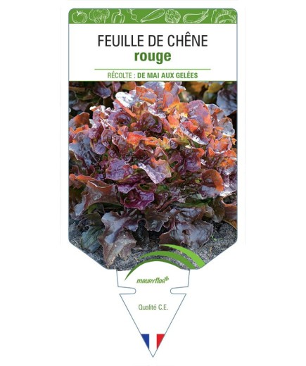 LAITUE FEUILLE DE CHÊNE ROUGE