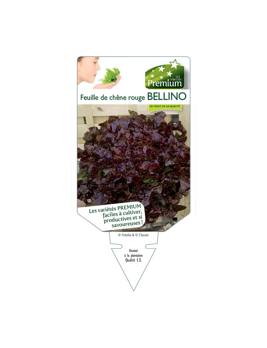 (Laitue) FEUILLE DE CHÊNE ROUGE BELLINO