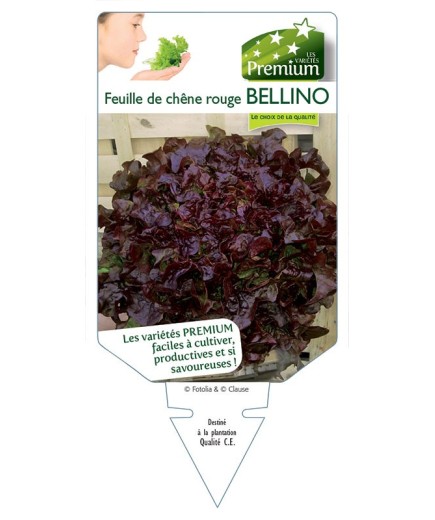(Laitue) FEUILLE DE CHÊNE ROUGE BELLINO