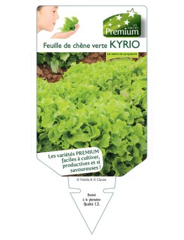 (Laitue) FEUILLE DE CHÊNE VERTE KYRIO