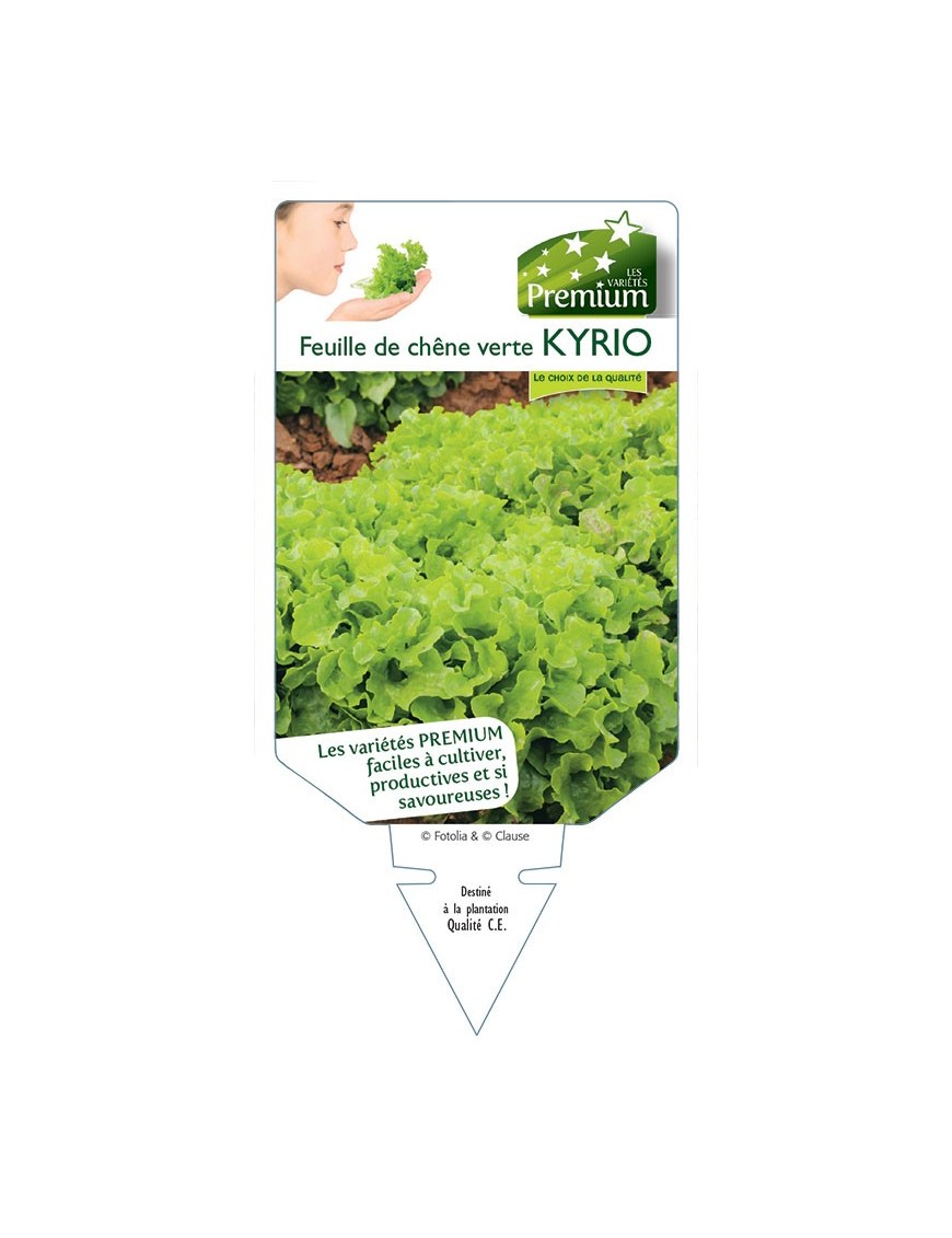 (Laitue) FEUILLE DE CHÊNE VERTE KYRIO