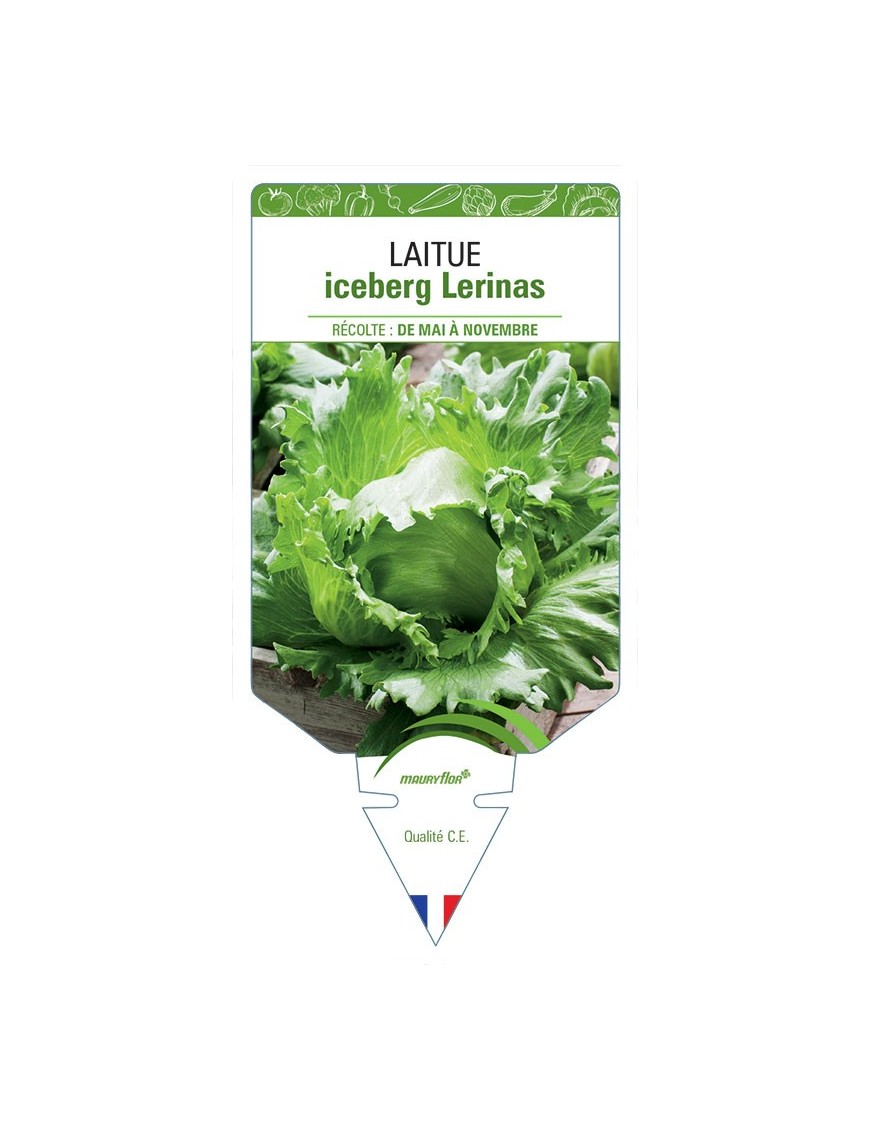 LAITUE ICEBERG LERINAS *