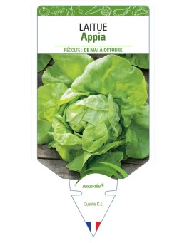 LAITUE POMMÉE APPIA