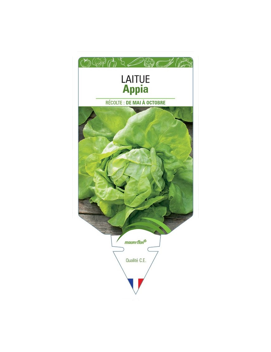 LAITUE POMMÉE APPIA