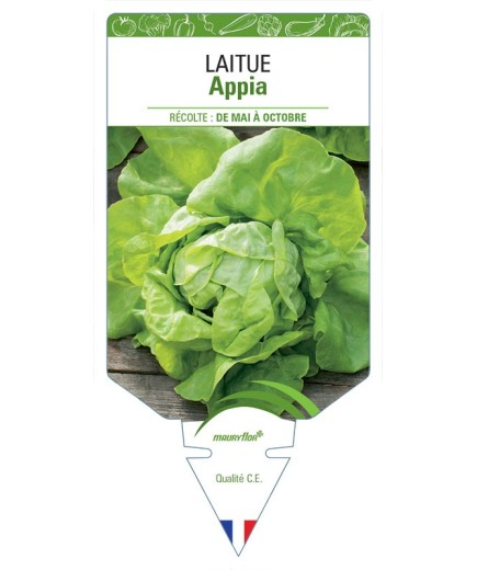 LAITUE POMMÉE APPIA