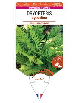 DRYOPTERIS cycadina