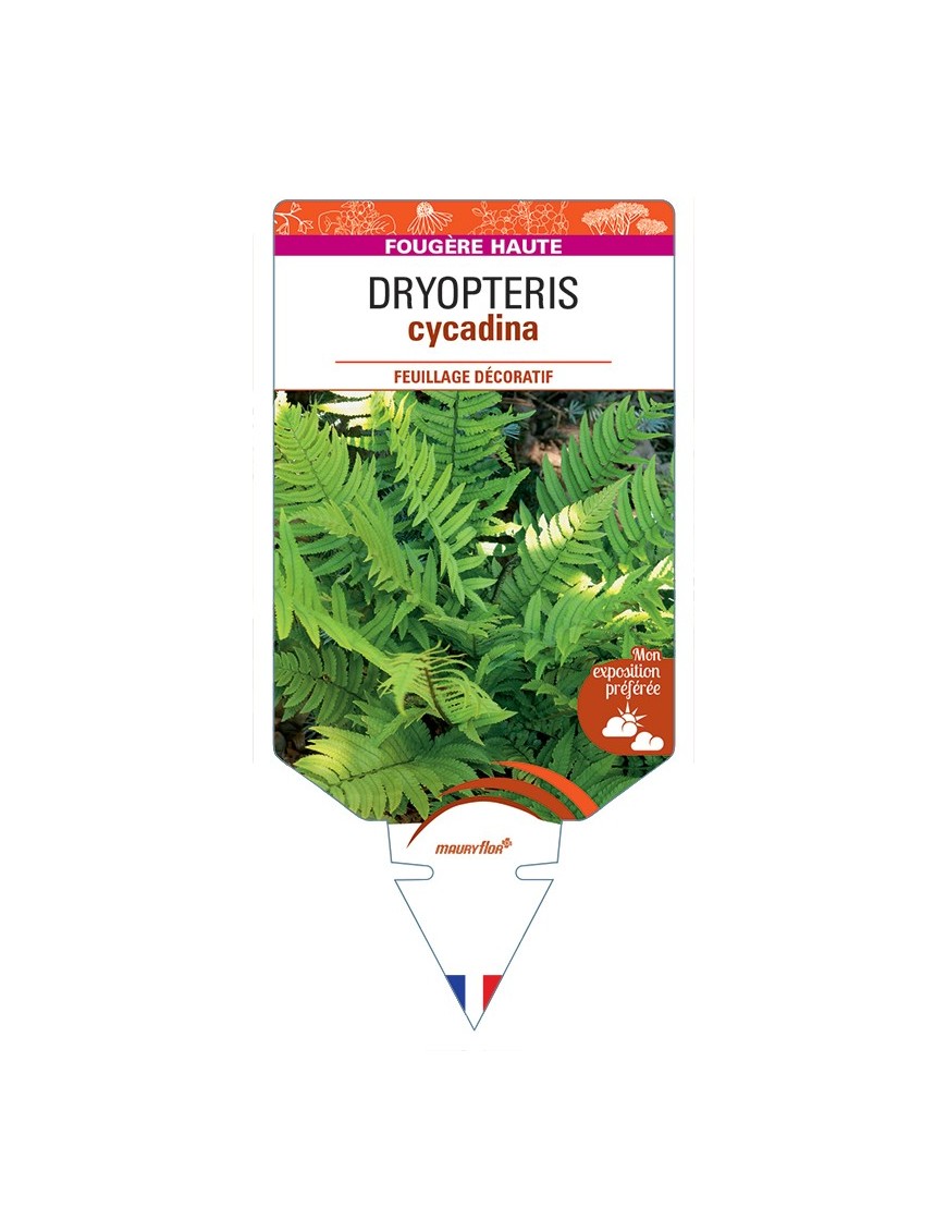 DRYOPTERIS cycadina