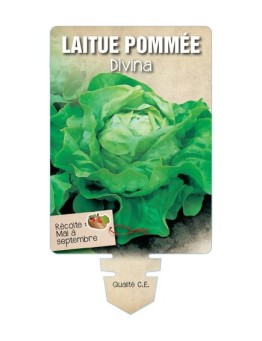 LAITUE POMMÉE DIVINA *