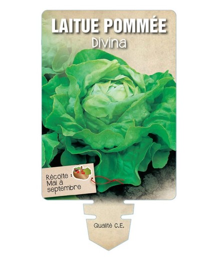 LAITUE POMMÉE DIVINA *