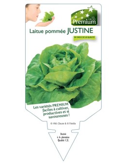 LAITUE POMMÉE JUSTINE