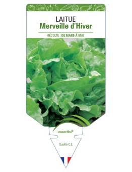 LAITUE MERVEILLE D'HIVER *