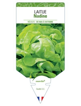 LAITUE POMMÉE NADINE